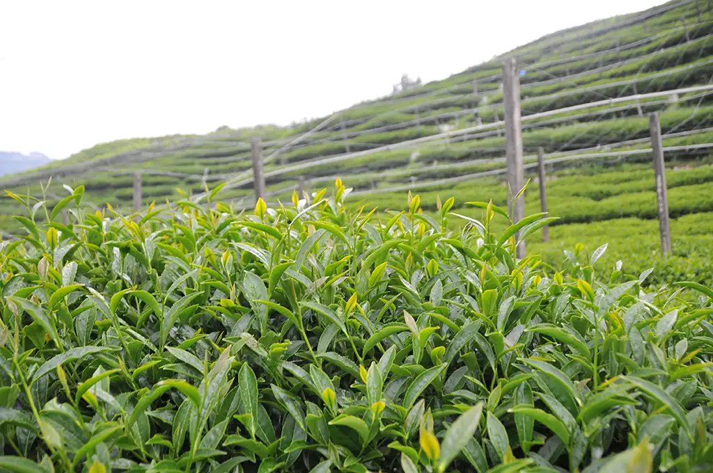 高山茶等級