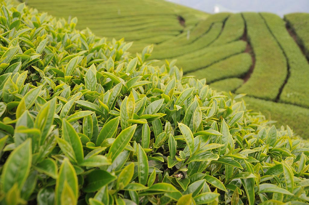 高山茶等級