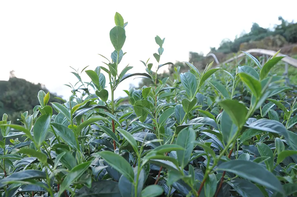 黃金烏龍茶是什麼茶