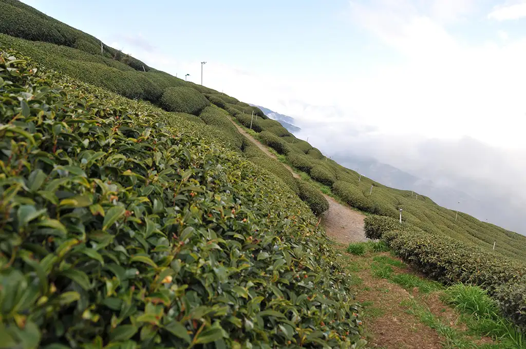 黃金烏龍茶是什麼茶