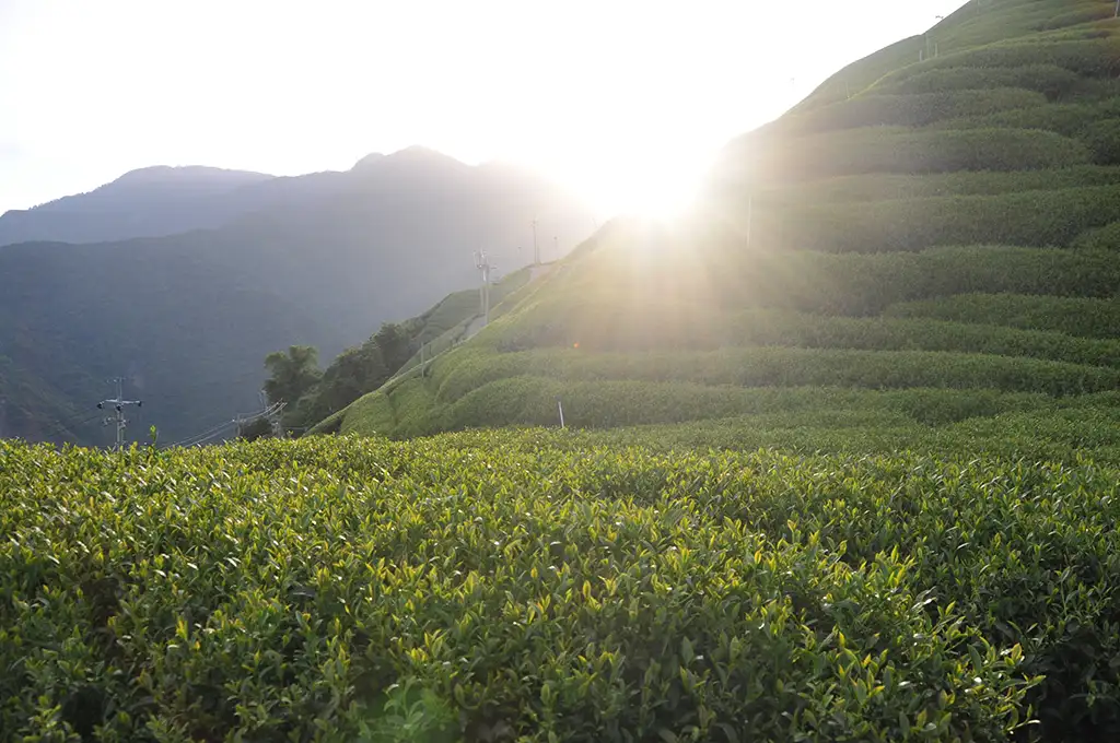 What Are the Benefits of Drinking Taiwan Oolong Tea? Exploring 6 Health Benefits and Potential Side Effects