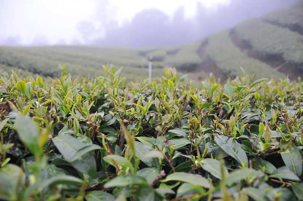 不知春茶好喝嗎