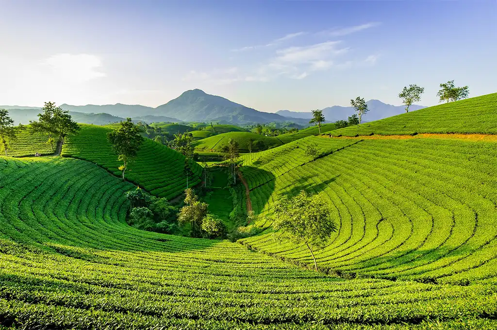 冷泡茶介紹