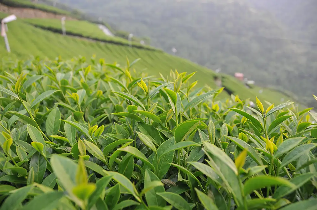 凍頂烏龍茶與高山烏龍茶差別