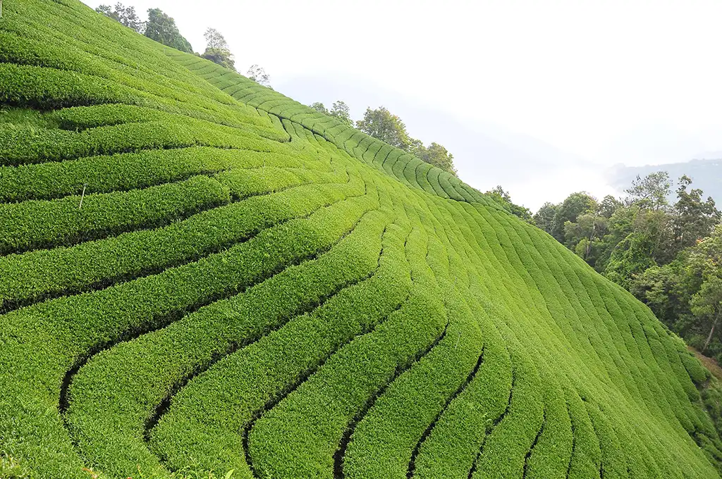 台灣高山茶功效