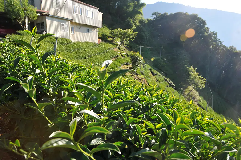 喝高山茶的壞處