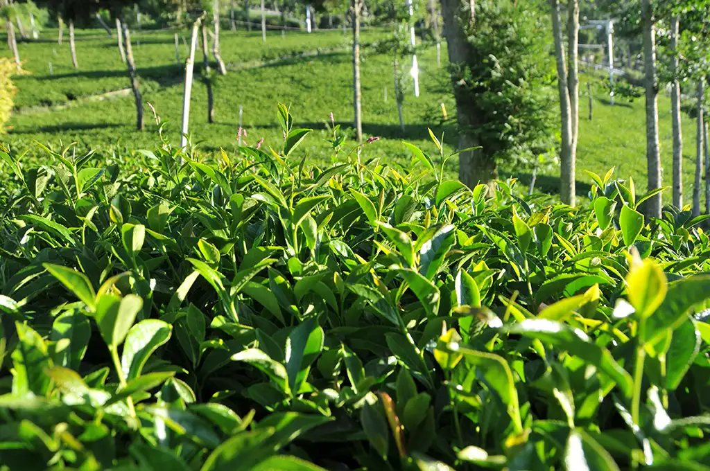 喝高山茶的壞處