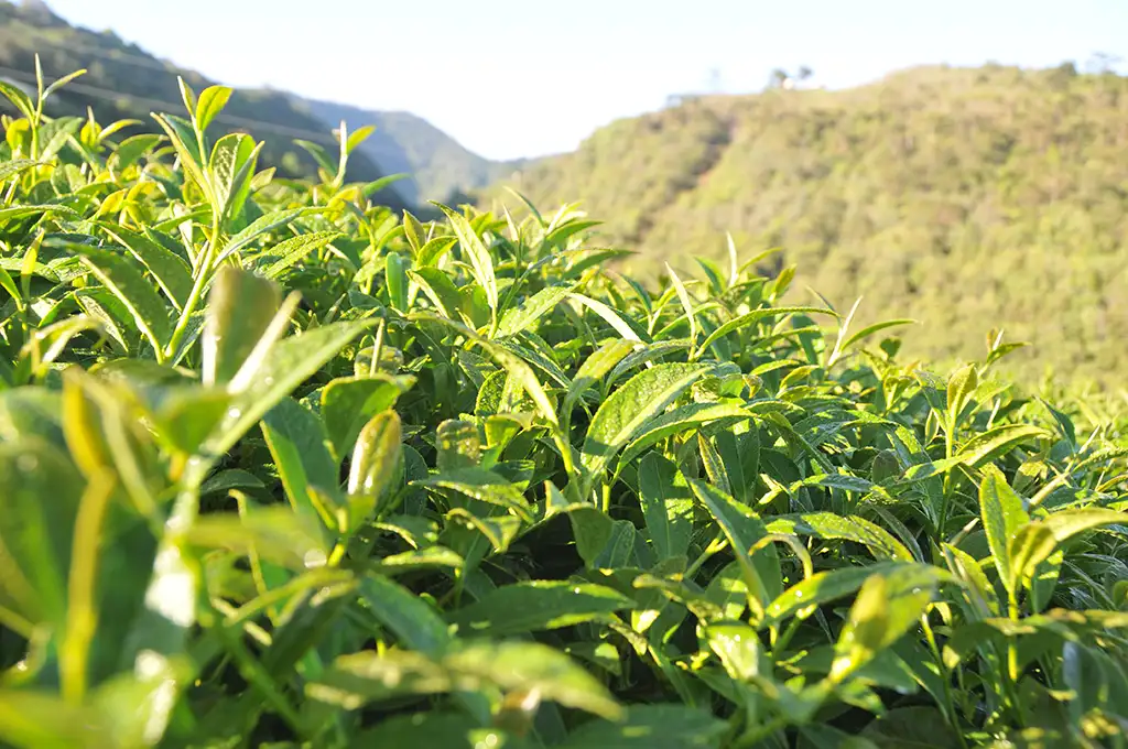 喝高山茶的好處