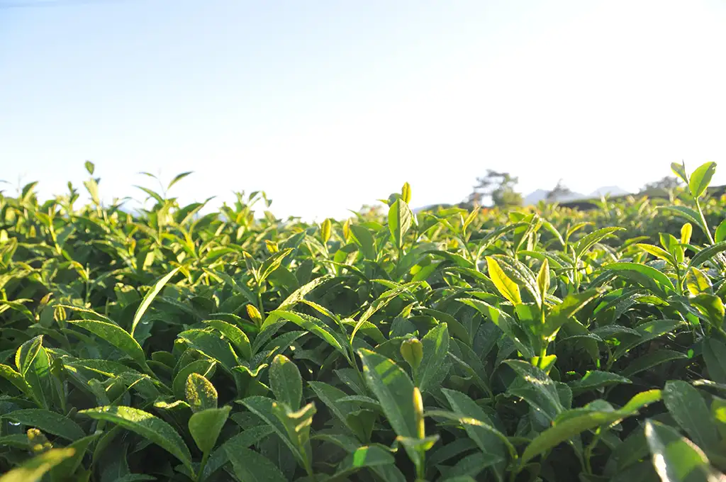 喝高山茶的好處