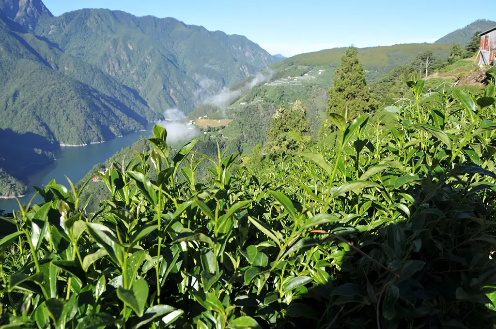 梨山茶批發