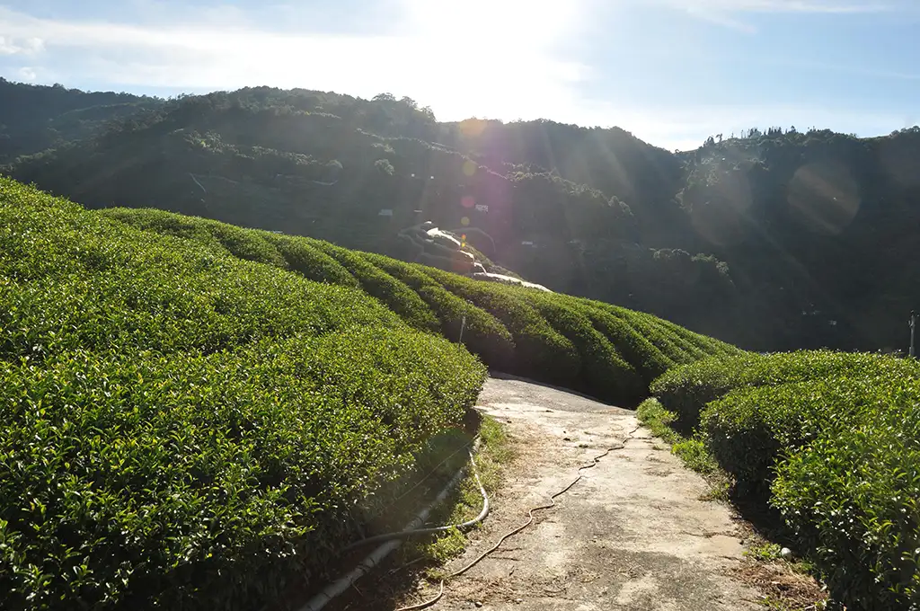 梨山茶批發