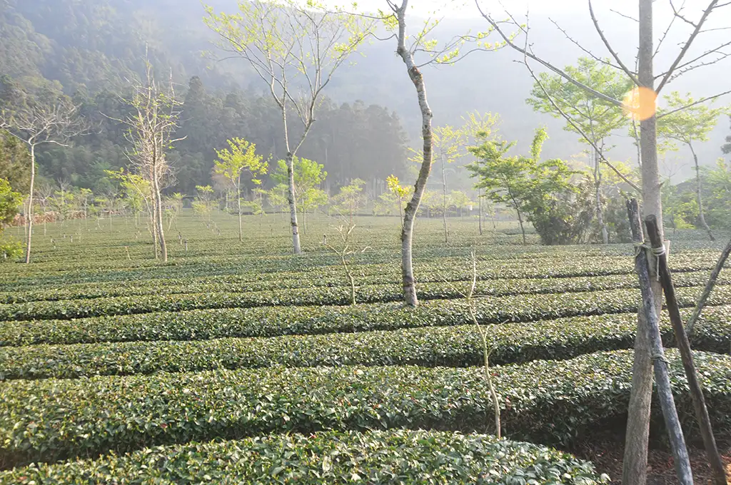 梨山茶阿里山茶杉林溪茶大禹嶺茶的特色與區別