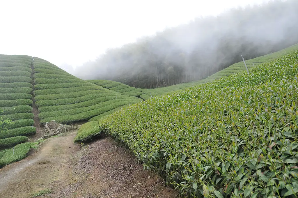 梨山茶阿里山茶杉林溪茶大禹嶺茶的特色與區別