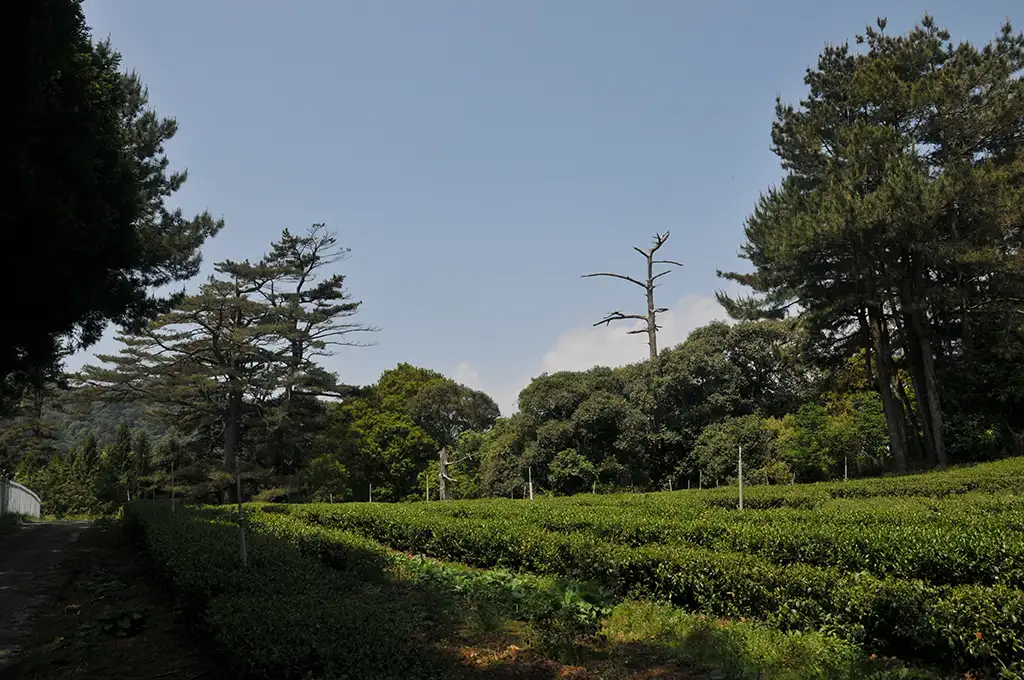 梨山茶阿里山茶杉林溪茶大禹嶺茶的特色與區別