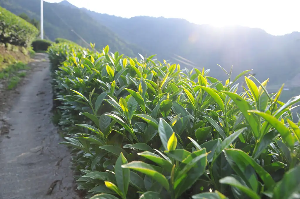 茶葉一斤多少算貴