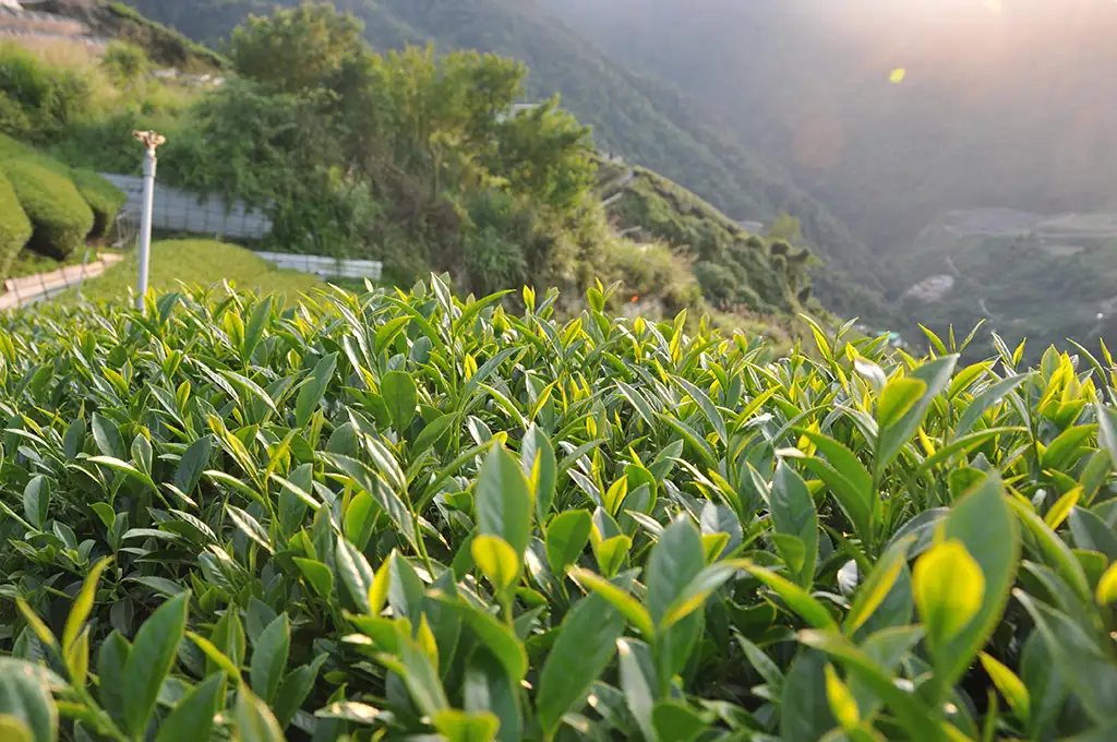 茶葉一斤多少算貴