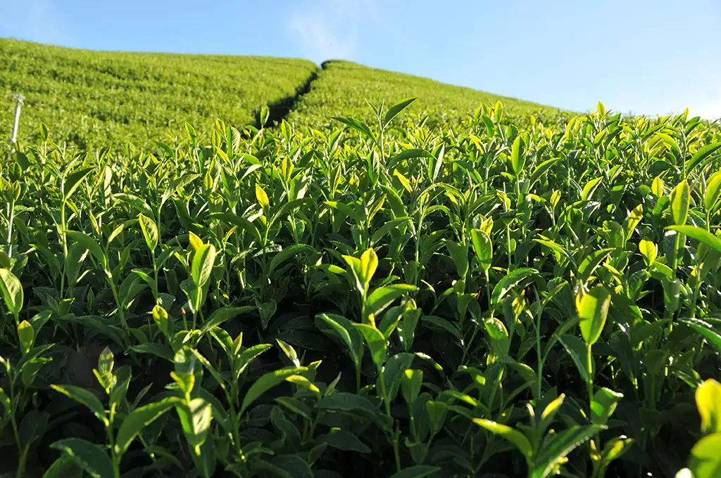 茶葉一斤是幾克幾兩