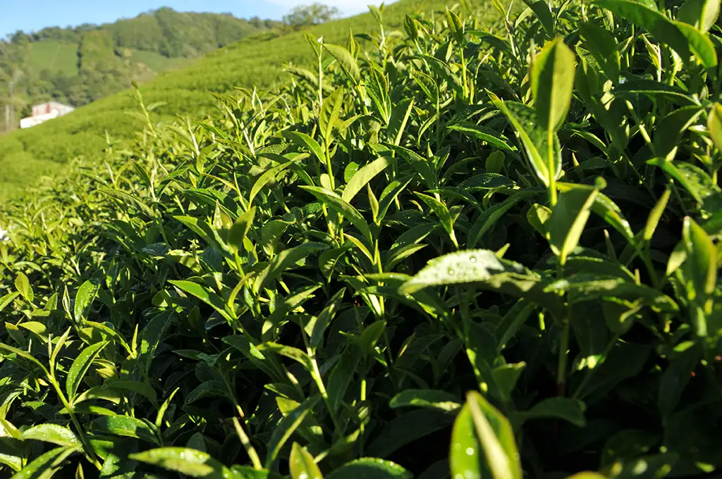 茶葉一斤是幾克幾兩