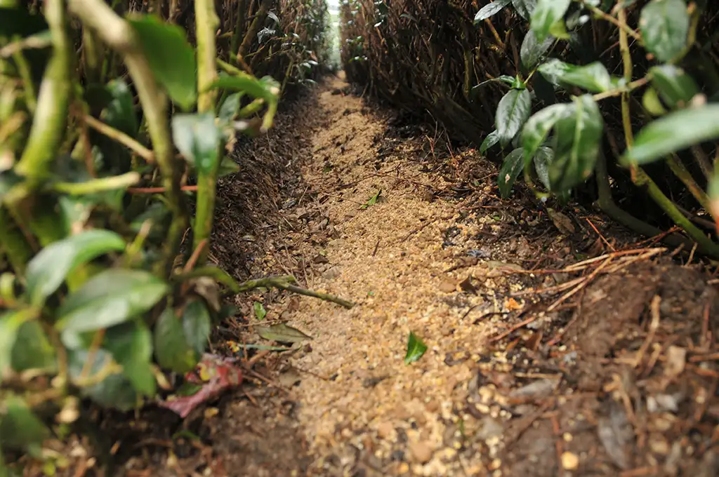 高山茶園冬季施肥