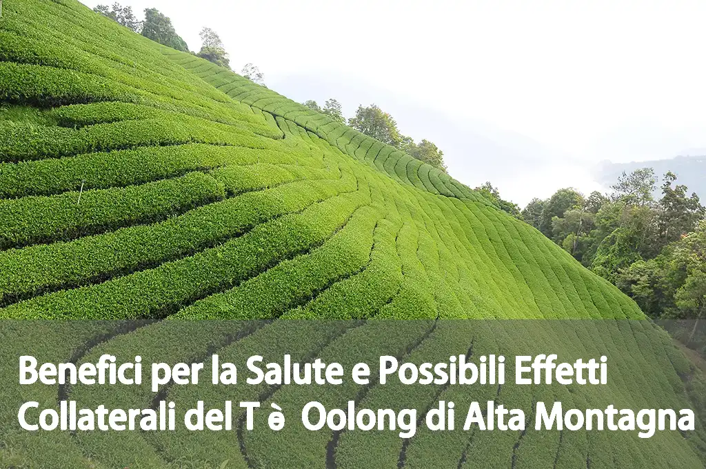 Benefici per la Salute e Possibili Effetti Collaterali del Tè Oolong di Alta Montagna