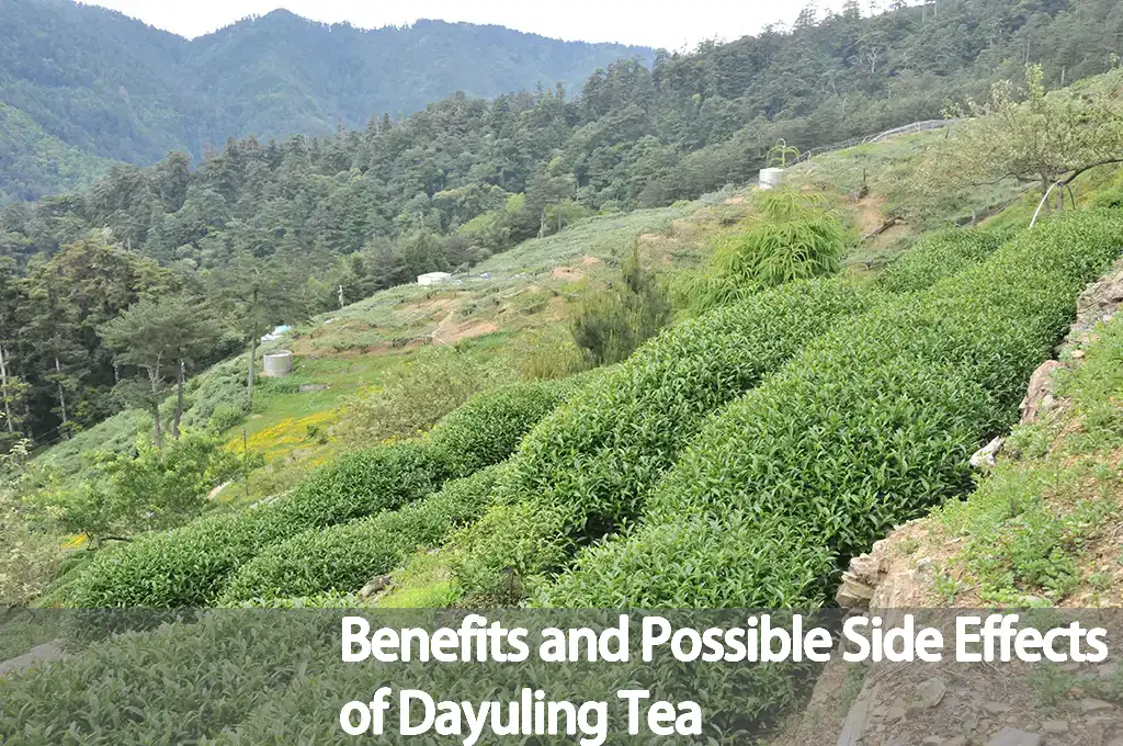 Benefits-and-Possible-Side-Effects-of-Dayuling-Tea