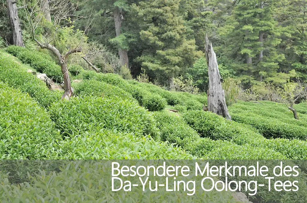 Besondere Merkmale des Da-Yu-Ling Oolong-Tees