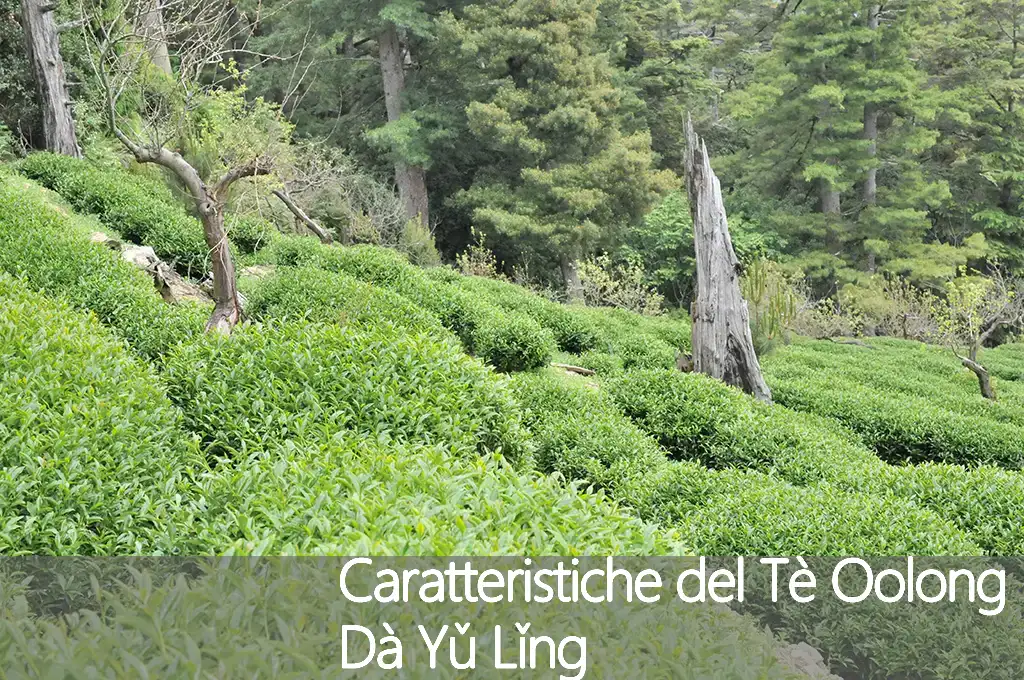 Caratteristiche del Tè Oolong Dà Yǔ Lǐng