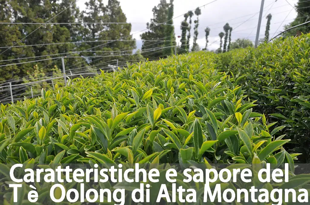 Caratteristiche e sapore del Tè Oolong di Alta Montagna