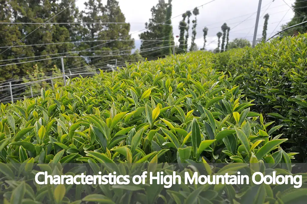 Characteristics and Flavor of High Mountain Oolong