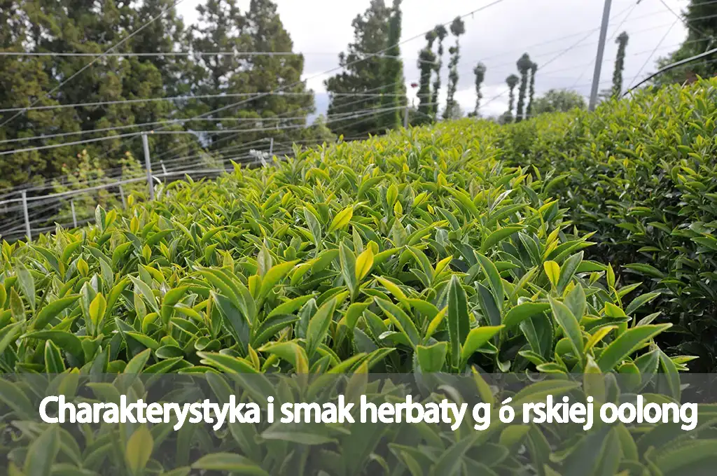 Charakterystyka i smak herbaty górskiej oolong