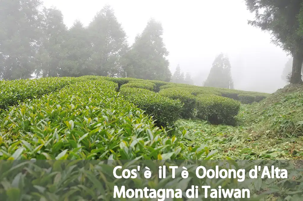 Cos'è il Tè Oolong d'Alta Montagna di Taiwan