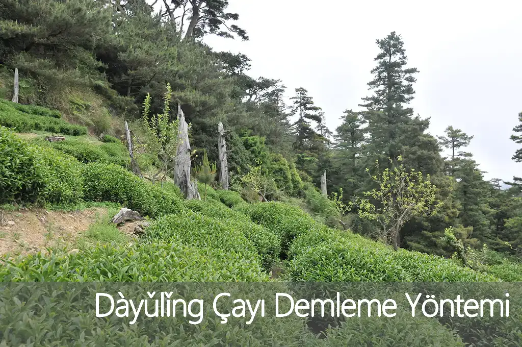 Dàyǔlǐng Çayı Demleme Yöntemi