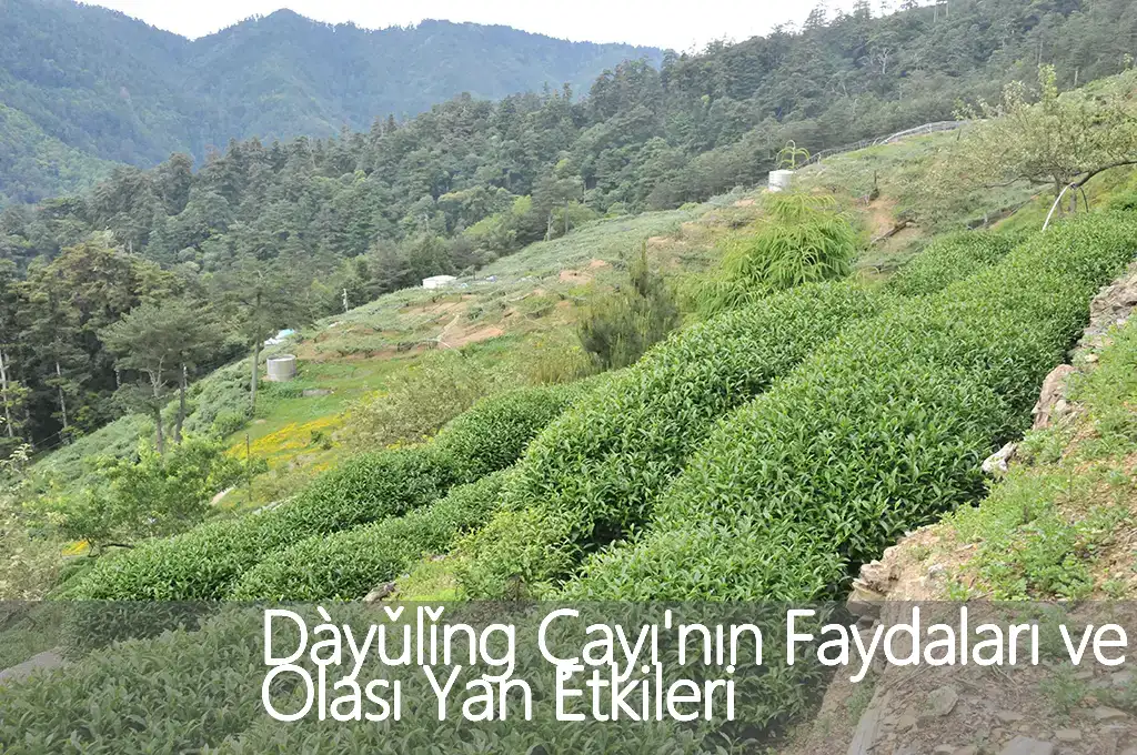 Dàyǔlǐng Çayı'nın Faydaları ve Olası Yan Etkileri