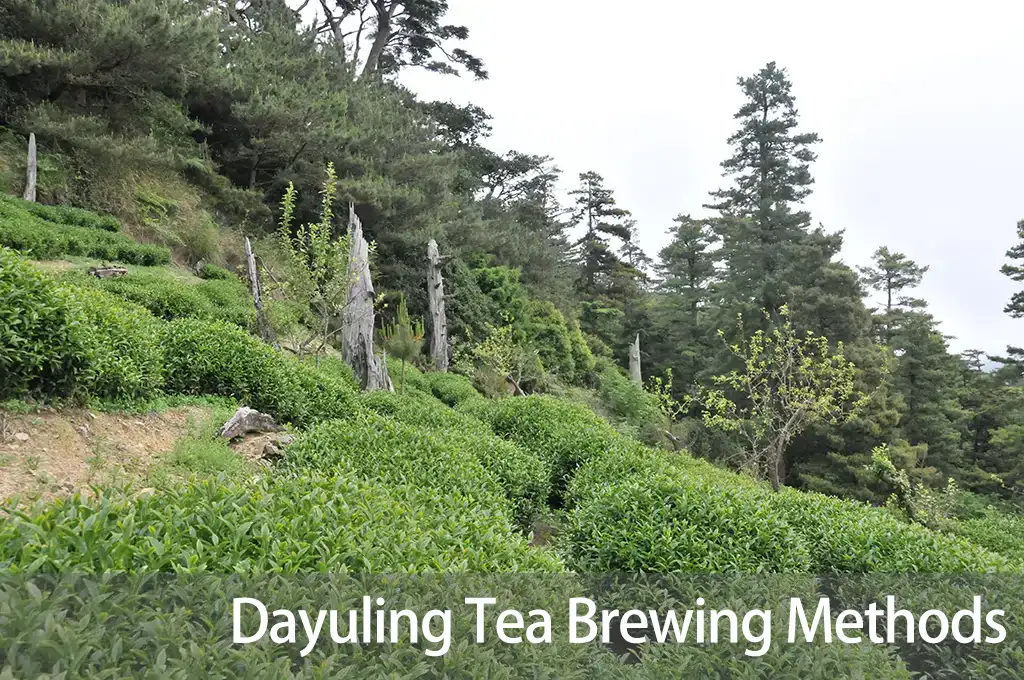 Dayuling-Tea-Brewing-Methods