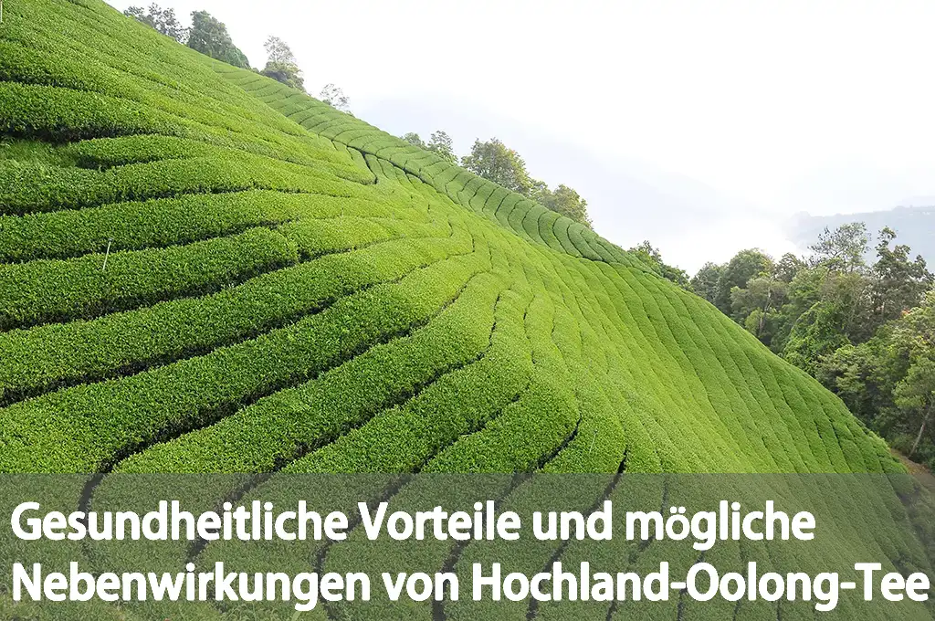 Gesundheitliche Vorteile und mögliche Nebenwirkungen von Hochland-Oolong-Tee