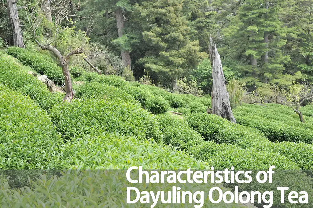 Characteristics of Dayuling Oolong Tea