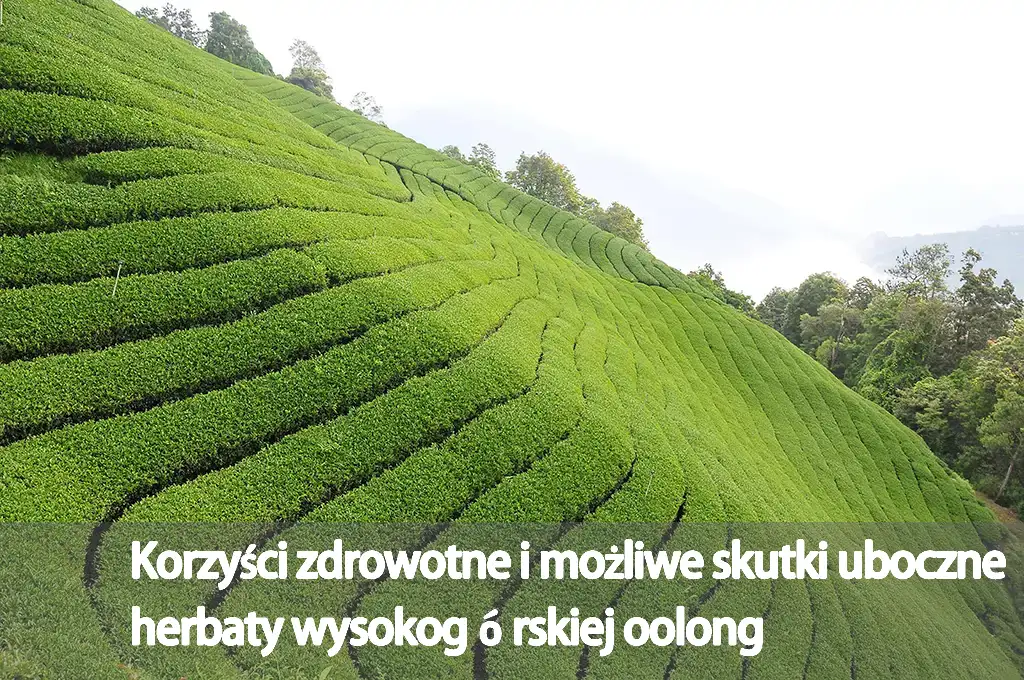 Korzyści zdrowotne i możliwe skutki uboczne herbaty wysokogórskiej oolong