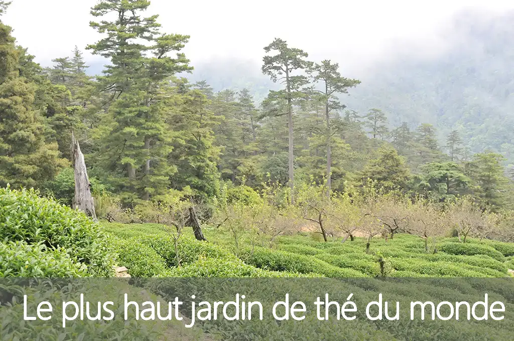 Le plus haut jardin de thé du monde