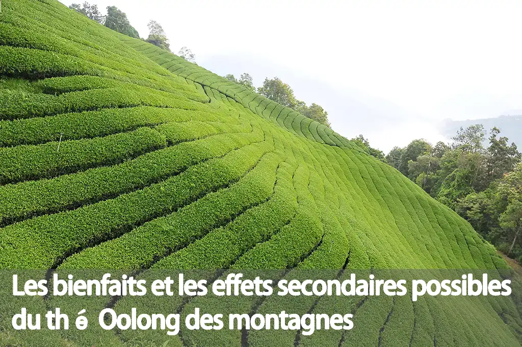 Les bienfaits et les effets secondaires possibles du thé Oolong des montagnes