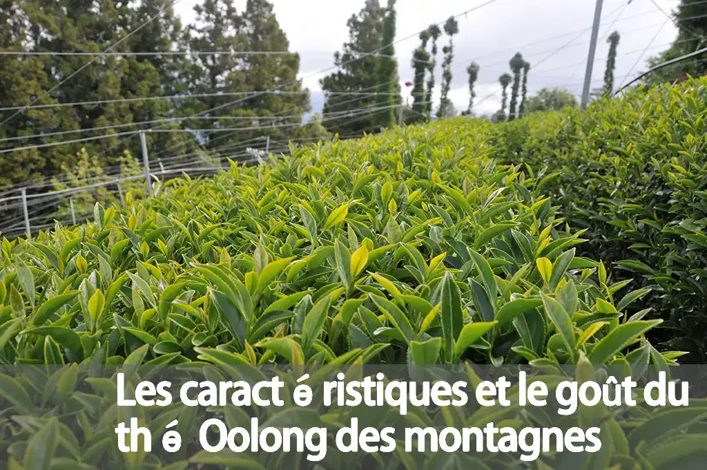 Les caractéristiques et le goût du thé Oolong des montagnes