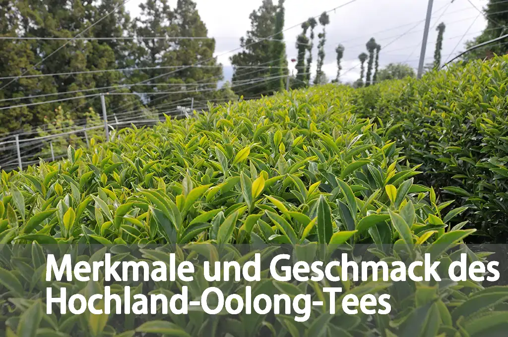 Merkmale und Geschmack des Hochland-Oolong-Tees