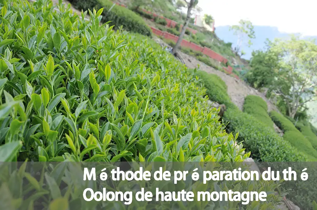 Méthode de préparation du thé Oolong de haute montagne