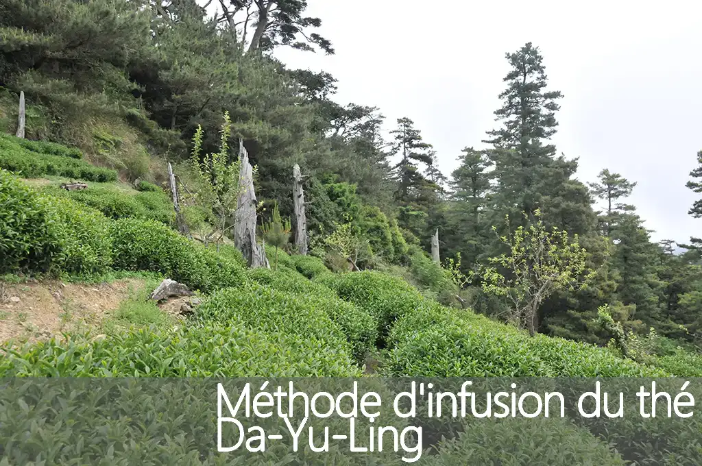 Méthode d'infusion du thé Da-Yu-Ling