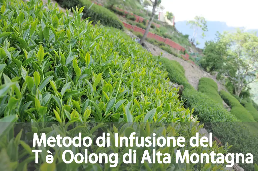 Metodo di Infusione del Tè Oolong di Alta Montagna