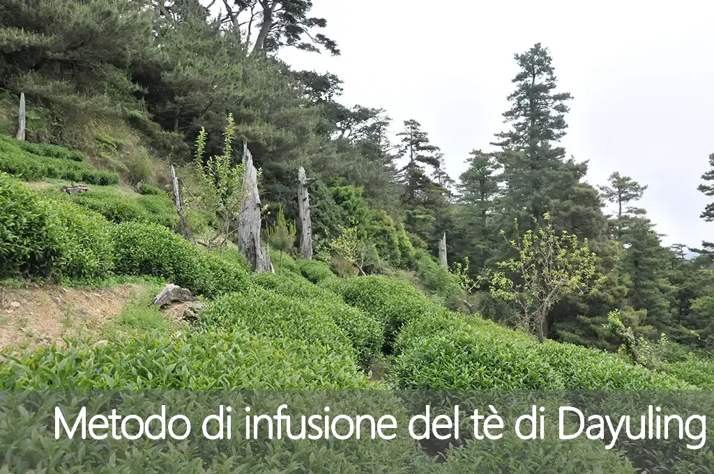 Metodo di infusione del tè di Dayuling