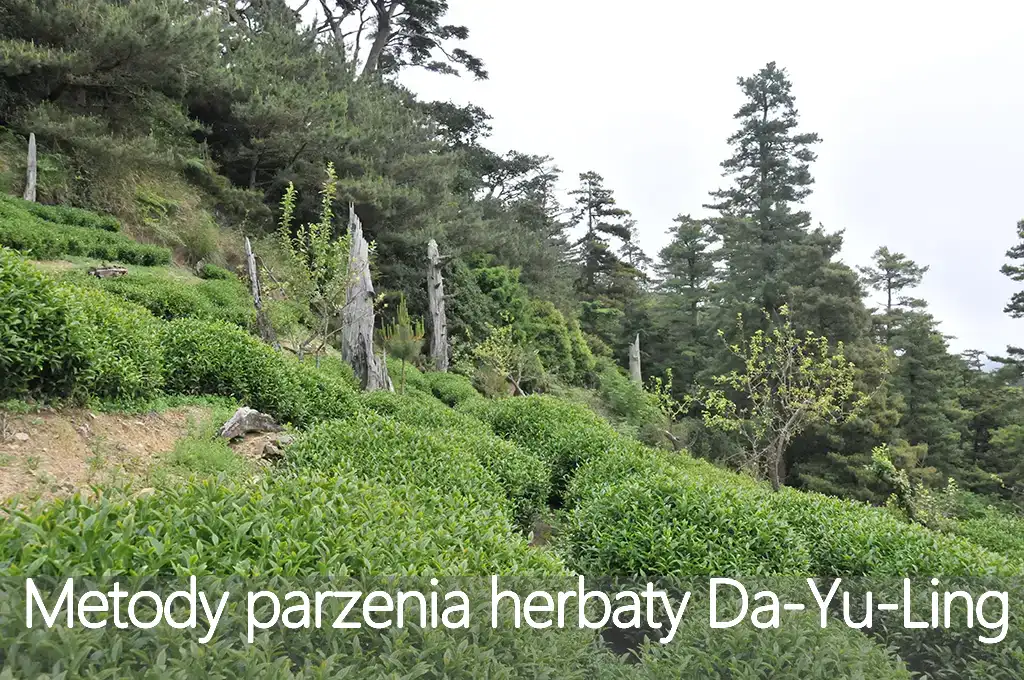 Metody parzenia herbaty Da-Yu-Ling