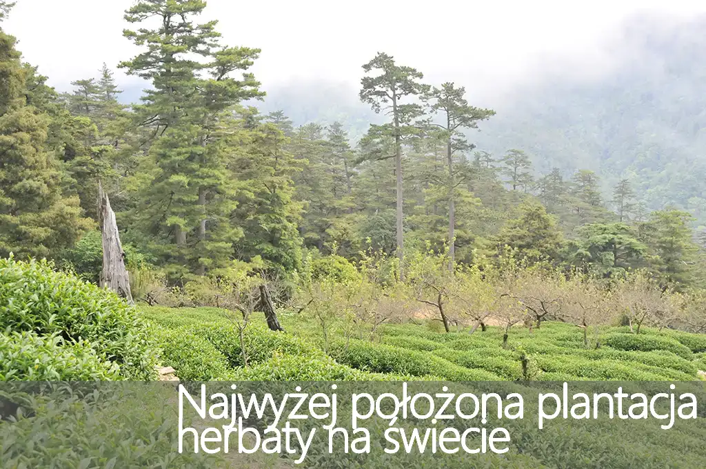 Najwyżej położona plantacja herbaty na świecie