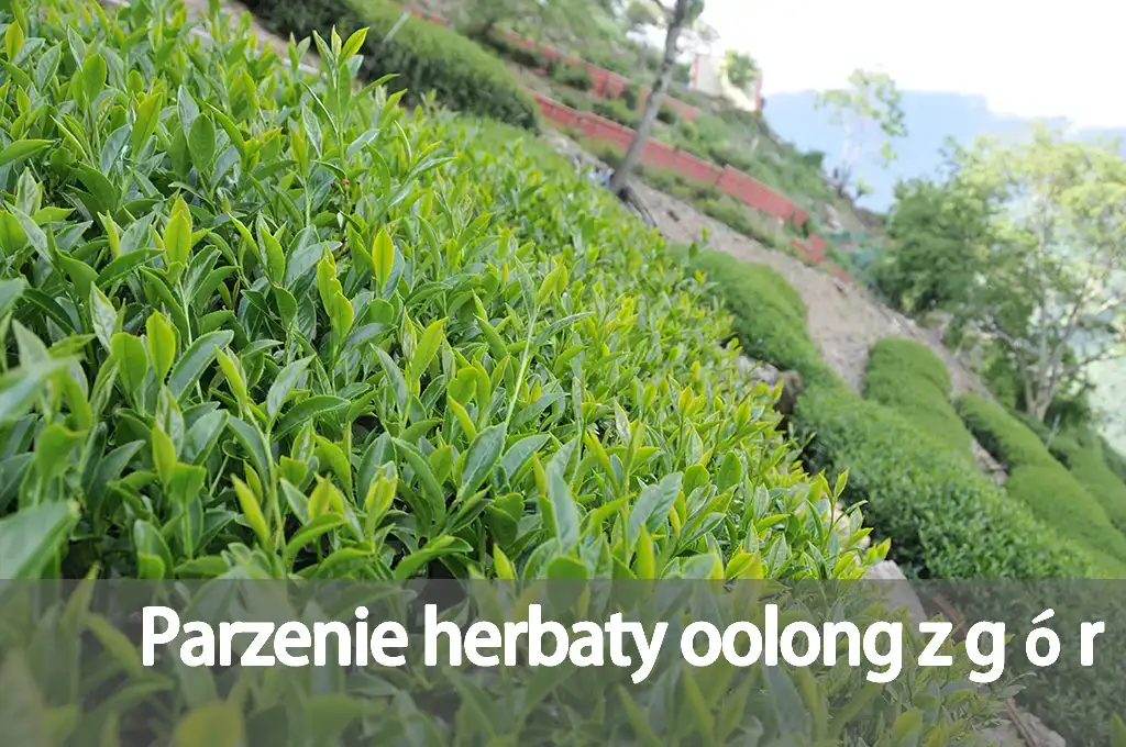 Parzenie herbaty oolong z gór