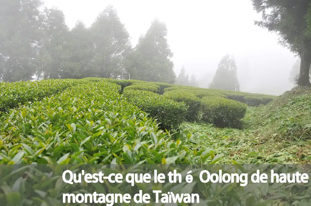 Qu'est-ce que le thé Oolong de haute montagne de Taïwan