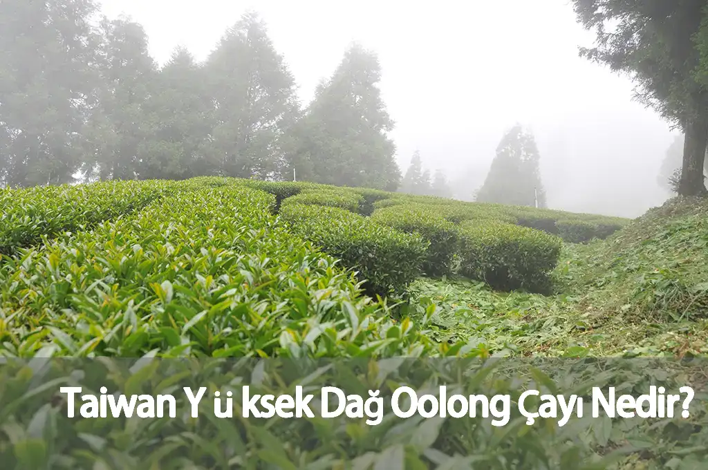 Taiwan Yüksek Dağ Oolong Çayı Nedir